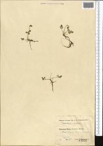 Thalictrum alpinum L., Middle Asia, Pamir & Pamiro-Alai (M2) (Tajikistan)