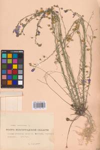 Linum austriacum L., Eastern Europe, Lower Volga region (E9) (Russia)