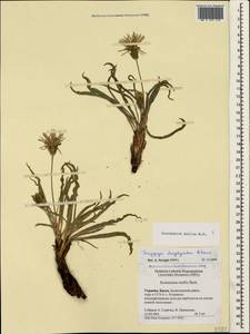 Candollea mollis (M. Bieb.) Yild., Crimea (KRYM) (Russia)