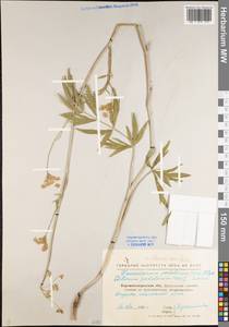Selinum carvifolia (L.) L., Eastern Europe, North Ukrainian region (E11) (Ukraine)
