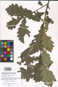 Quercus robur L., Eastern Europe, Moscow region (E4a) (Russia)