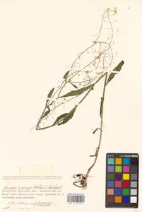 Rorippa × anceps (Wahlenb.) Rchb., Eastern Europe, Belarus (E3a) (Belarus)