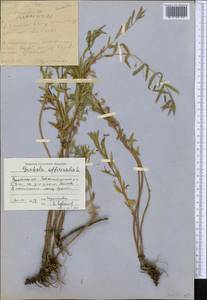 Gratiola officinalis L., Middle Asia, Caspian Ustyurt & Northern Aralia (M8) (Kazakhstan)