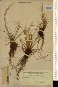 Carex hordeistichos Vill., Caucasus, Azerbaijan (K6) (Azerbaijan)