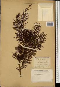Taxus baccata L., Caucasus, Georgia (K4) (Georgia)