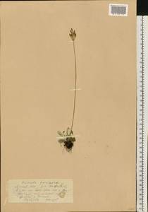 Primula farinosa L., Eastern Europe, Lithuania (E2a) (Lithuania)