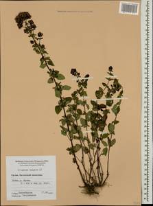 Origanum vulgare L., Caucasus, Georgia (K4) (Georgia)