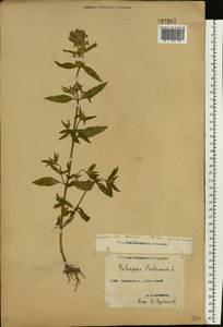Galeopsis ladanum L., Eastern Europe, Middle Volga region (E8) (Russia)