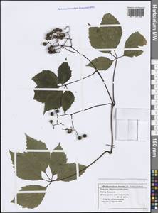 Parthenocissus inserta (A. Kern.) Fritsch, Eastern Europe, Middle Volga region (E8) (Russia)