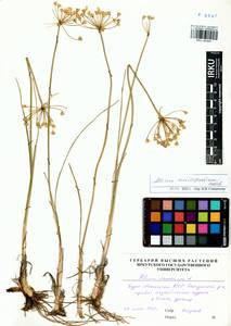 Allium anisopodium Ledeb., Siberia, Baikal & Transbaikal region (S4) (Russia)