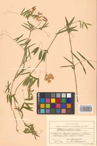 Lathyrus palustris subsp. palustris, Siberia, Russian Far East (S6) (Russia)