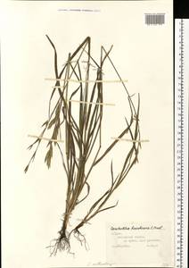 Bromus catharticus Vahl, Eastern Europe, Central region (E4) (Russia)