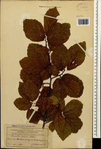 Parrotia persica (DC.) C. A. Mey., Caucasus, Azerbaijan (K6) (Azerbaijan)