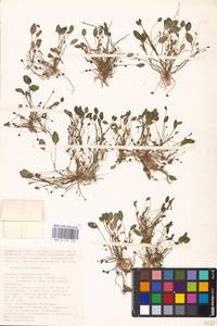 MHA 0 159 743, Limosella aquatica L., Eastern Europe, Lower Volga region (E9) (Russia)