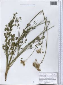 Seseli afghanicum (Podlech) Pimenov, Middle Asia, Pamir & Pamiro-Alai (M2) (Tajikistan)