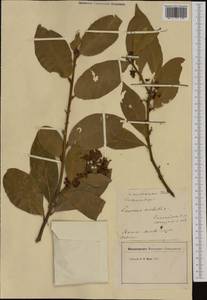 Laurus nobilis L., Western Europe (EUR) (Italy)