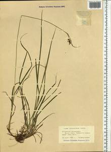 Carex hancockiana Maxim., Siberia, Altai & Sayany Mountains (S2) (Russia)