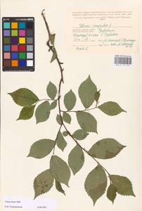 Ulmus minor Mill., Eastern Europe, Western region (E3) (Russia)
