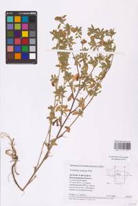 Trifolium aureum Pollich, Eastern Europe, Central region (E4) (Russia)