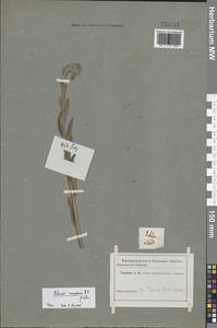 Pontechium maculatum (L.) Böhle & Hilger, Eastern Europe, Central forest-and-steppe region (E6) (Russia)