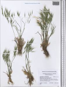 Bromus tectorum L., Middle Asia, Northern & Central Tian Shan (M4) (Kyrgyzstan)