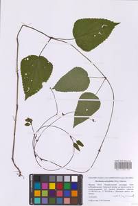 Meehania urticifolia (Miq.) Makino, Eastern Europe, Moscow region (E4a) (Russia)