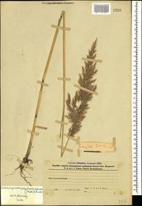 Calamagrostis pseudophragmites (Haller f.) Koeler, Caucasus, Azerbaijan (K6) (Azerbaijan)