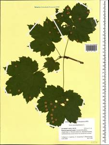 Acer pseudoplatanus L., Caucasus, Krasnodar Krai & Adygea (K1a) (Russia)