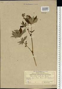 Filipendula digitata (Willd.) Bergmans, Siberia, Chukotka & Kamchatka (S7) (Russia)