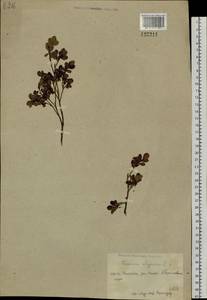 Vaccinium uliginosum L., Siberia, Chukotka & Kamchatka (S7) (Russia)