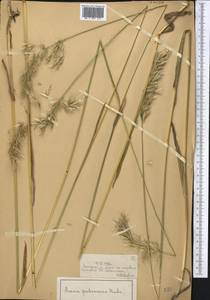 Avenula pubescens (Huds.) Dumort., Middle Asia, Dzungarian Alatau & Tarbagatai (M5) (Kazakhstan)