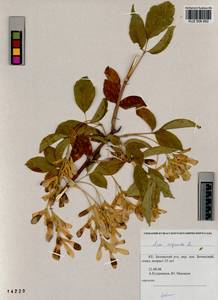 Acer negundo L., Siberia, Altai & Sayany Mountains (S2) (Russia)