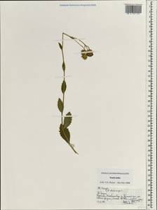Asteraceae, South Asia, South Asia (Asia outside ex-Soviet states and Mongolia) (ASIA) (India)