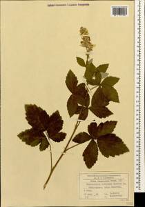 Rubus canescens DC., Caucasus, Black Sea Shore (from Novorossiysk to Adler) (K3) (Russia)