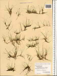 Eleocharis acicularis (L.) Roem. & Schult., Eastern Europe, Volga-Kama region (E7) (Russia)