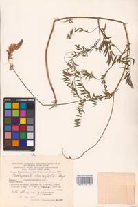 Onobrychis viciifolia Scop., Eastern Europe, West Ukrainian region (E13) (Ukraine)