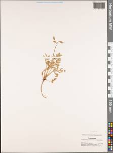 Erodium, Middle Asia, Karakum (M6) (Turkmenistan)
