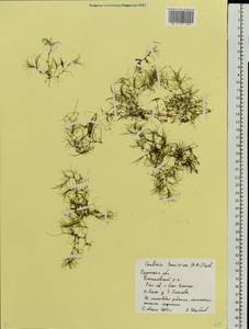 Najas tenuissima (A.Braun ex Magnus) Magnus, Eastern Europe, Central region (E4) (Russia)