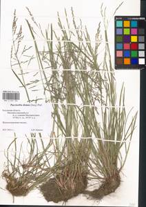 Puccinellia distans (Jacq.) Parl., Eastern Europe, Central region (E4) (Russia)