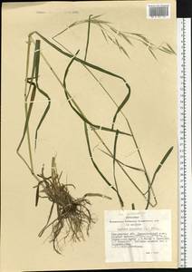 Lolium giganteum (L.) Darbysh., Siberia, Altai & Sayany Mountains (S2) (Russia)