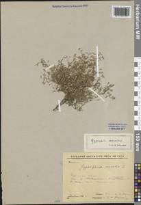 Psammophiliella muralis (L.) Ikonn., Siberia, Russian Far East (S6) (Russia)