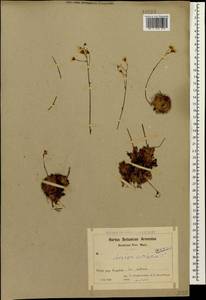 Saxifraga paniculata subsp. cartilaginea (Willd.) D. A. Webb, Caucasus, Armenia (K5) (Armenia)