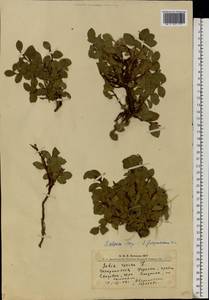 Salix alpina Scop., Eastern Europe, West Ukrainian region (E13) (Ukraine)