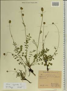 Poterium sanguisorba L., Eastern Europe, North Ukrainian region (E11) (Ukraine)