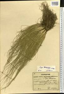 Stipa lessingiana Trin. & Rupr., Siberia, Altai & Sayany Mountains (S2) (Russia)