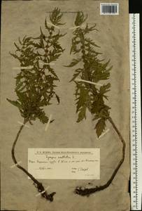 Lycopus exaltatus L.fil., Eastern Europe, Lower Volga region (E9) (Russia)