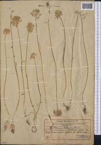 Allium pallasii Murray, Middle Asia, Western Tian Shan & Karatau (M3) (Kazakhstan)