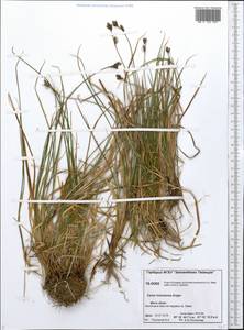Carex holostoma Drejer, Siberia, Central Siberia (S3) (Russia)