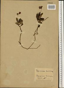 Chimaphila umbellata (L.) W. P. C. Barton, Eastern Europe, Eastern region (E10) (Russia)