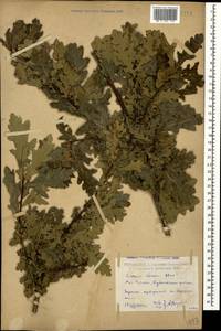 Quercus petraea subsp. polycarpa (Schur) Soó, Caucasus, Dagestan (K2) (Russia)